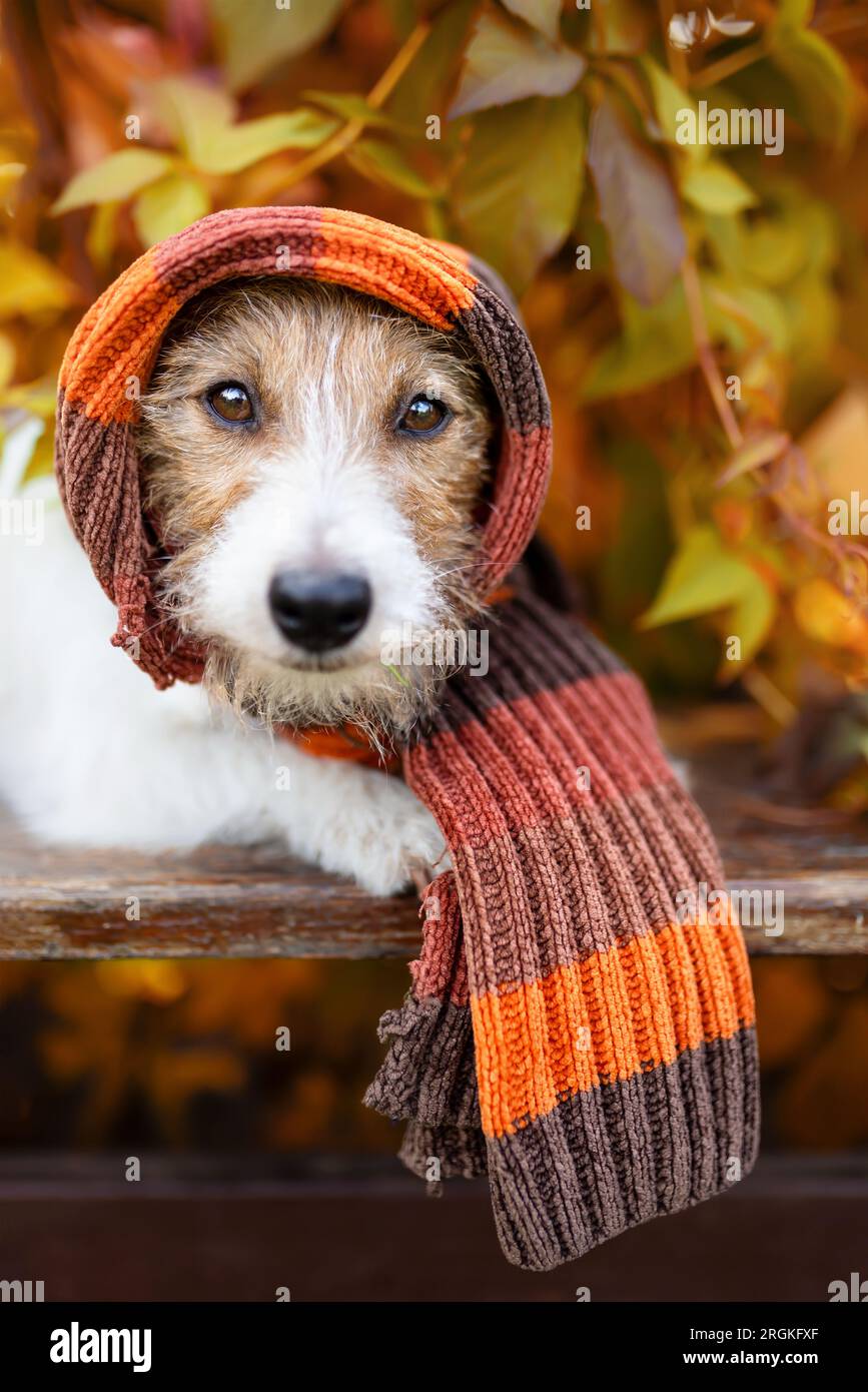 Süßer, lustiger Hund mit warmem Schal. Kalter Herbst, Herbst, Winter, Grippe oder Tierkleidung. Stockfoto