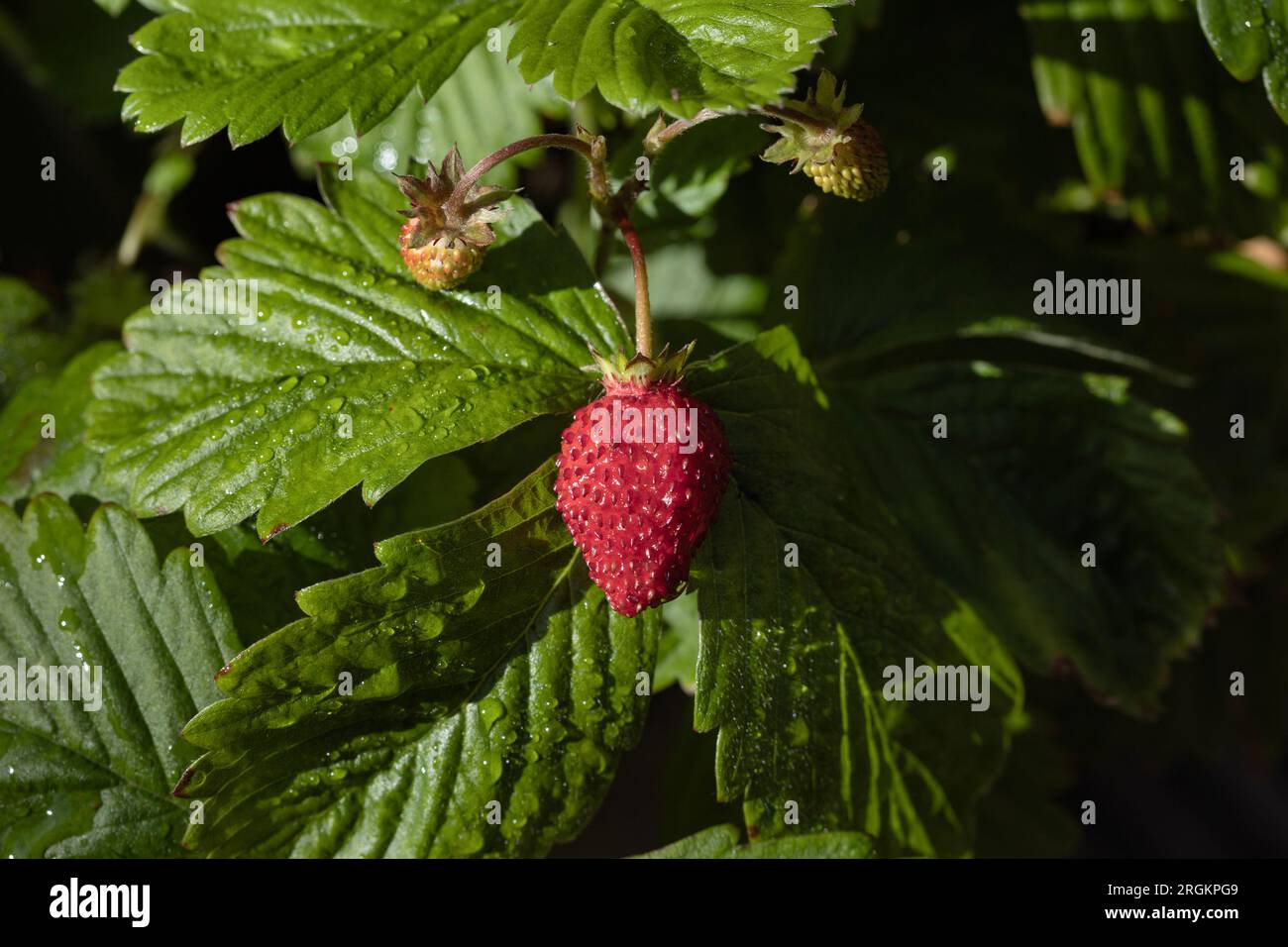 Wilde Erdbeeren, die im Garten in Großbritannien wachsen Stockfoto