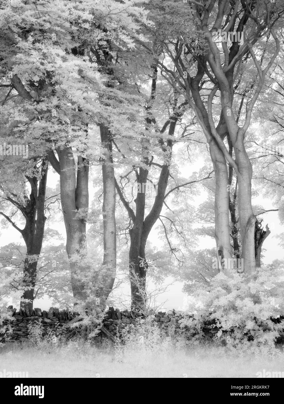 Ein Schwarzweiß-Infrarotbild von gewöhnlichen Buchenbäumen, die in den Mendip Hills, Somerset, England, schwankten. Stockfoto
