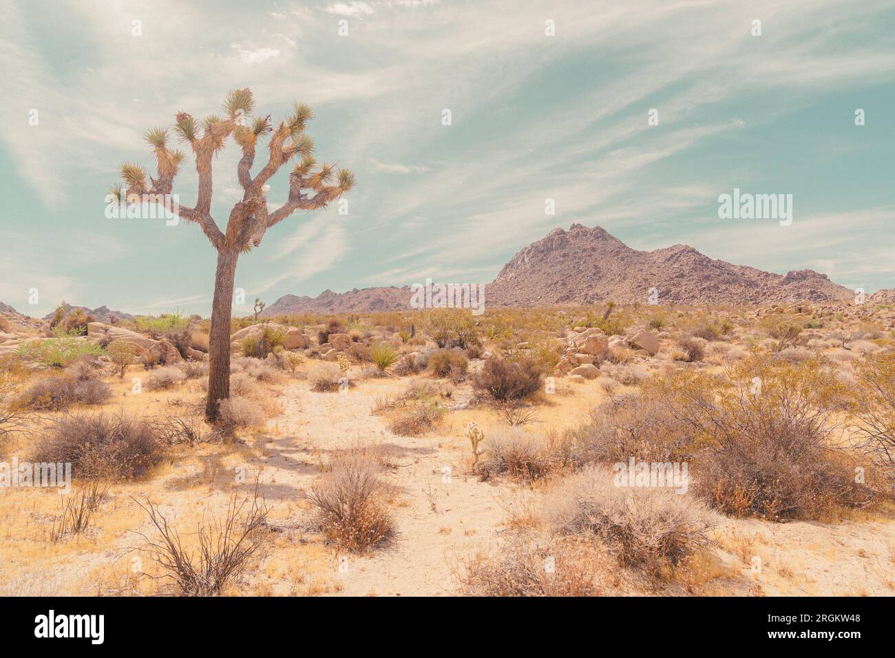 Landschaftsblick auf die Desert View Conservation Area in Joshua Tree, Kalifornien. Querformat mit einem High-Key-Fotostil. Stockfoto