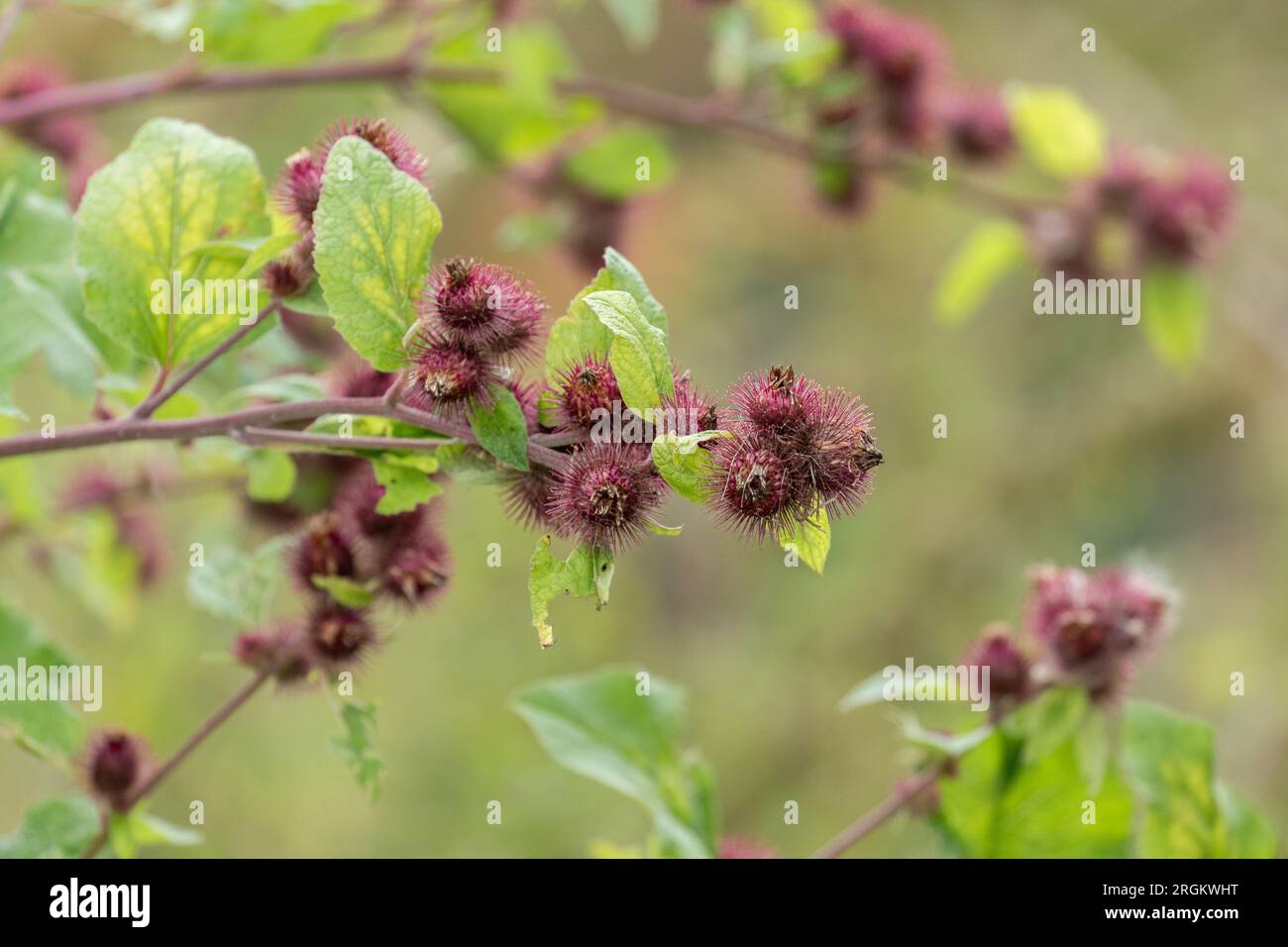 Kleiner Burdock (arctium minus), der in freier Wildbahn wächst. Die Grate sind auf den Strauchzweigen abgebildet. Stockfoto