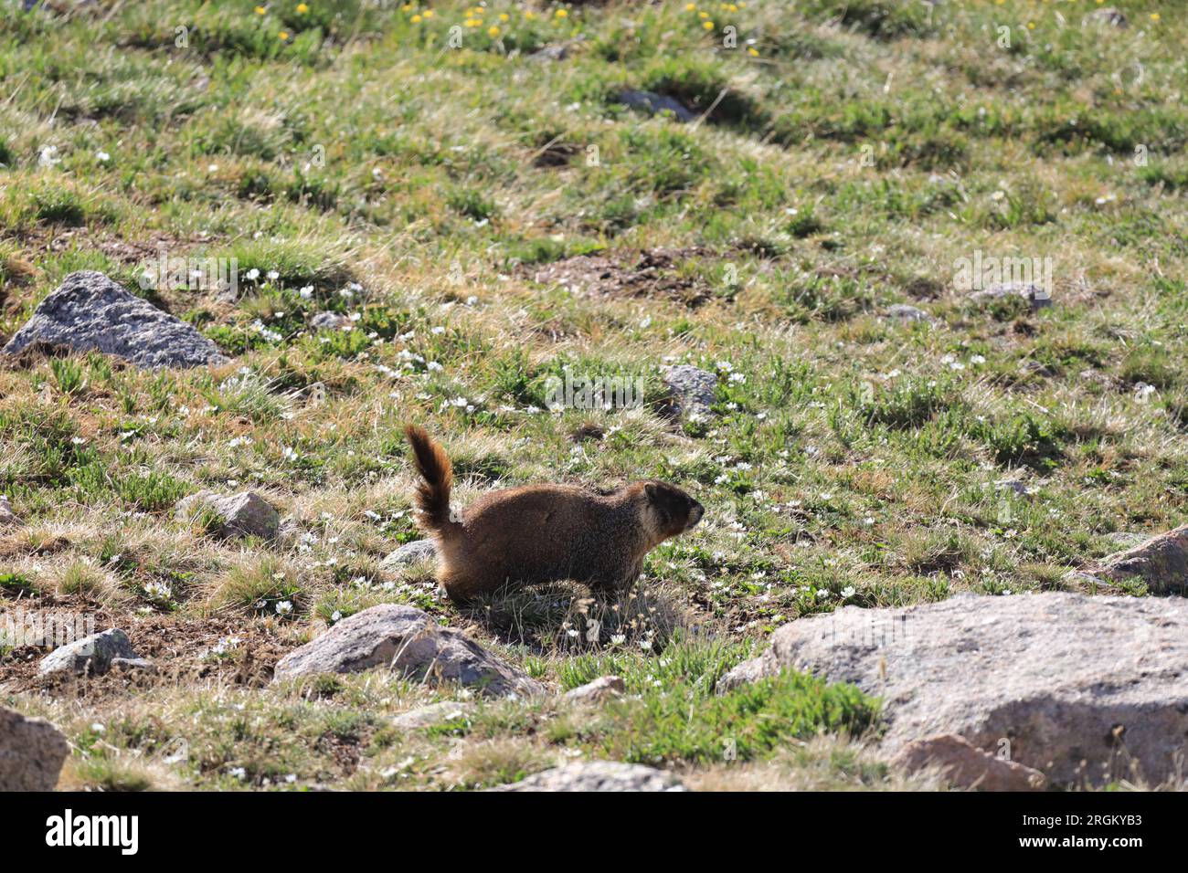 Bierstadt mit Murmeltieren Stockfoto