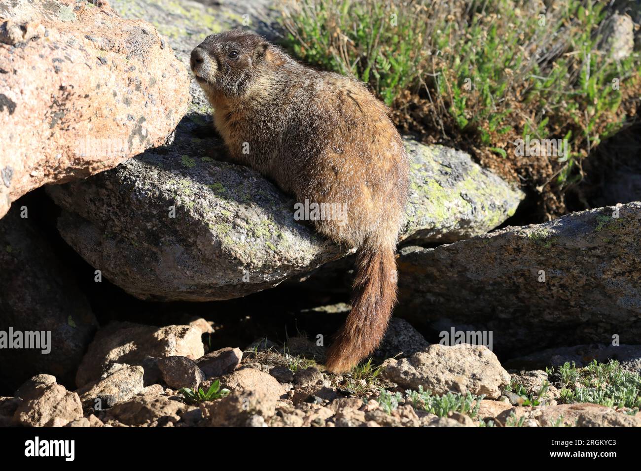 Marmot schaut Stockfoto