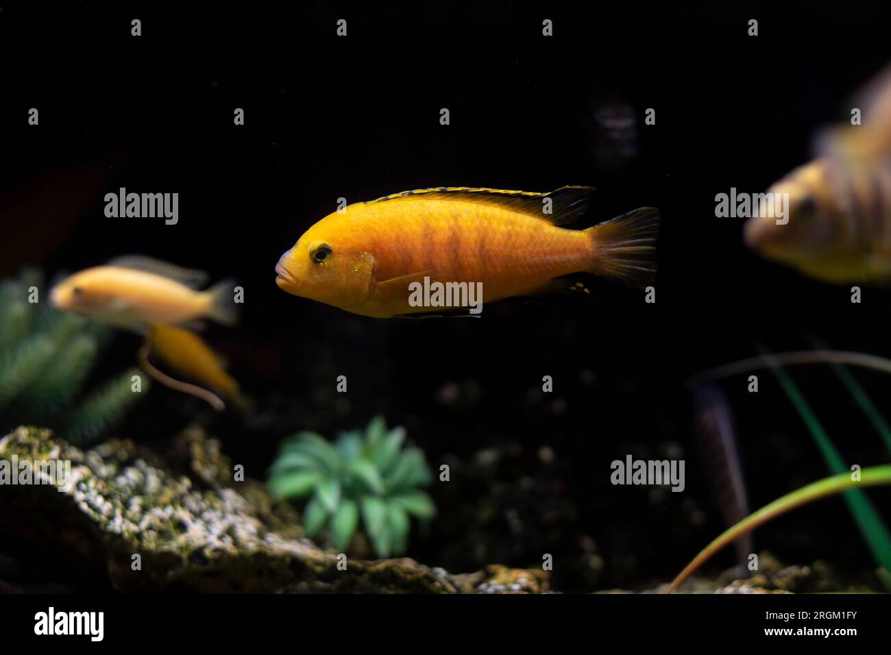 Fisch im Aquarium. Unterwasserwelt. Fische schwimmen im Wasser. Am Boden des Aquariums. Stockfoto