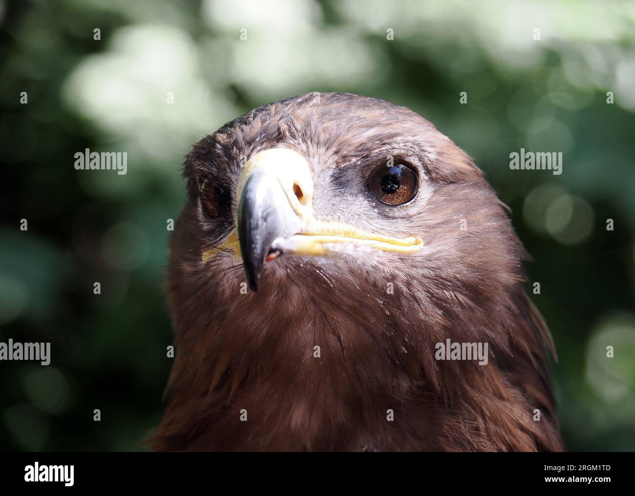 Steppe Eagle, Steppenadler, Aigle des Steppes, Aquila nipalensis, pusztai sas, Der Zoo Stockfoto