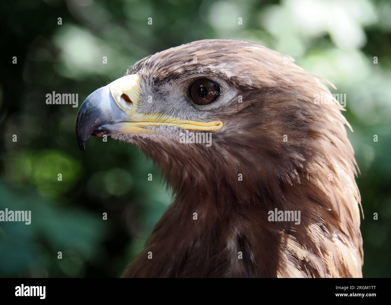 Steppe Eagle, Steppenadler, Aigle des Steppes, Aquila nipalensis, pusztai sas, Der Zoo Stockfoto