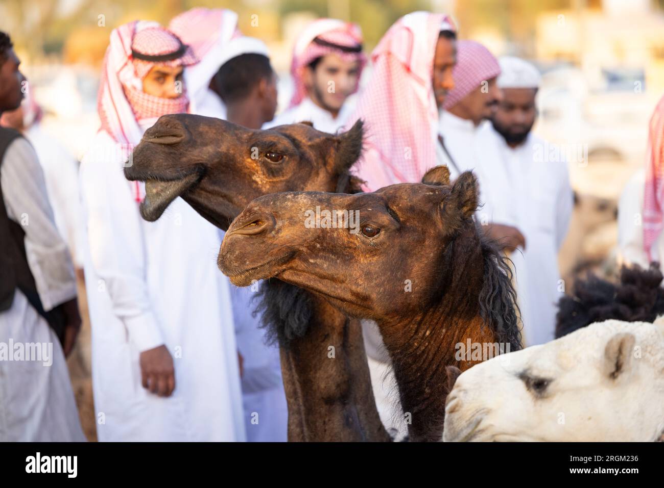 Buraydah, Saudi-Arabien, 4. August 2023: Südafrikanische Kamele und Männer auf einem Kamelmarkt Stockfoto