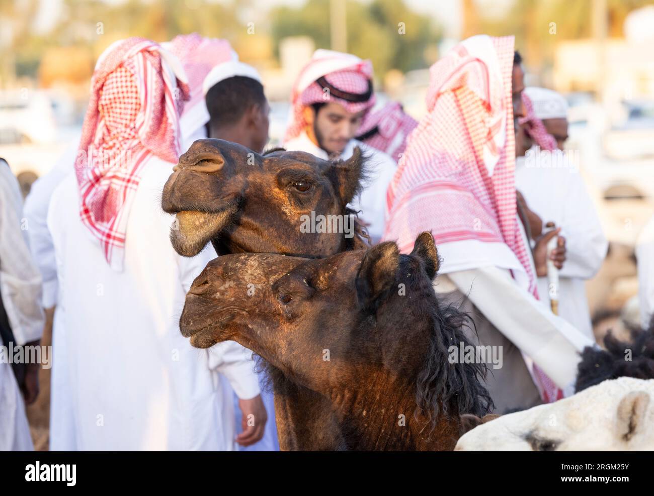 Buraydah, Saudi-Arabien, 4. August 2023: Südafrikanische Kamele und Männer auf einem Kamelmarkt Stockfoto