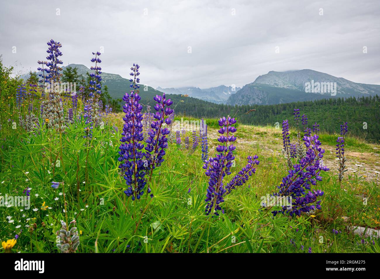 Violette Blüten im Tatra-Gebirge Stockfoto