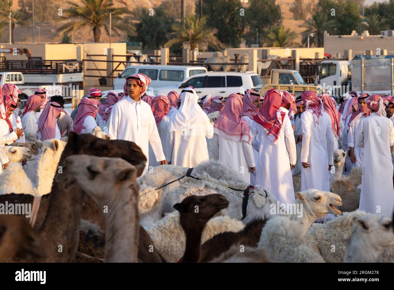 Buraydah, Saudi-Arabien, 4. August 2023: Südafrikanische Kamele und Männer auf einem Kamelmarkt Stockfoto