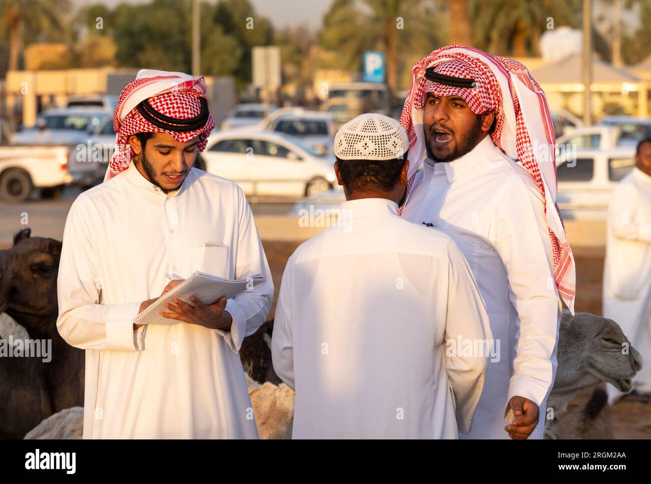 Buraydah, Saudi-Arabien, 4. August 2023: Südafrikanische Kamele und Männer auf einem Kamelmarkt Stockfoto