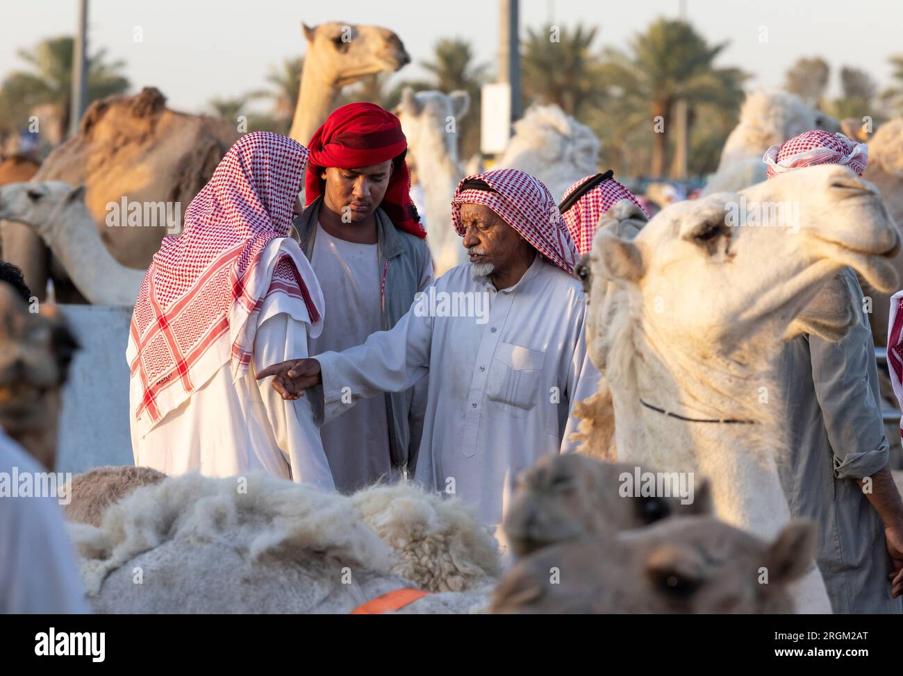 Buraydah, Saudi-Arabien, 4. August 2023: Südafrikanische Kamele und Männer auf einem Kamelmarkt Stockfoto