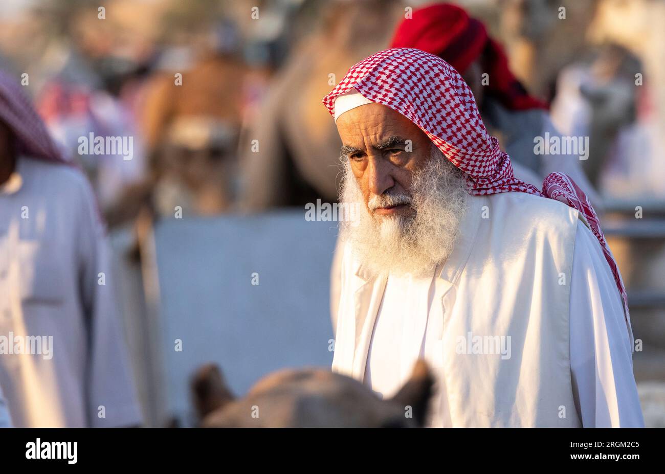 Buraydah, Saudi-Arabien, 4. August 2023: Südafrikanische Kamele und Männer auf einem Kamelmarkt Stockfoto