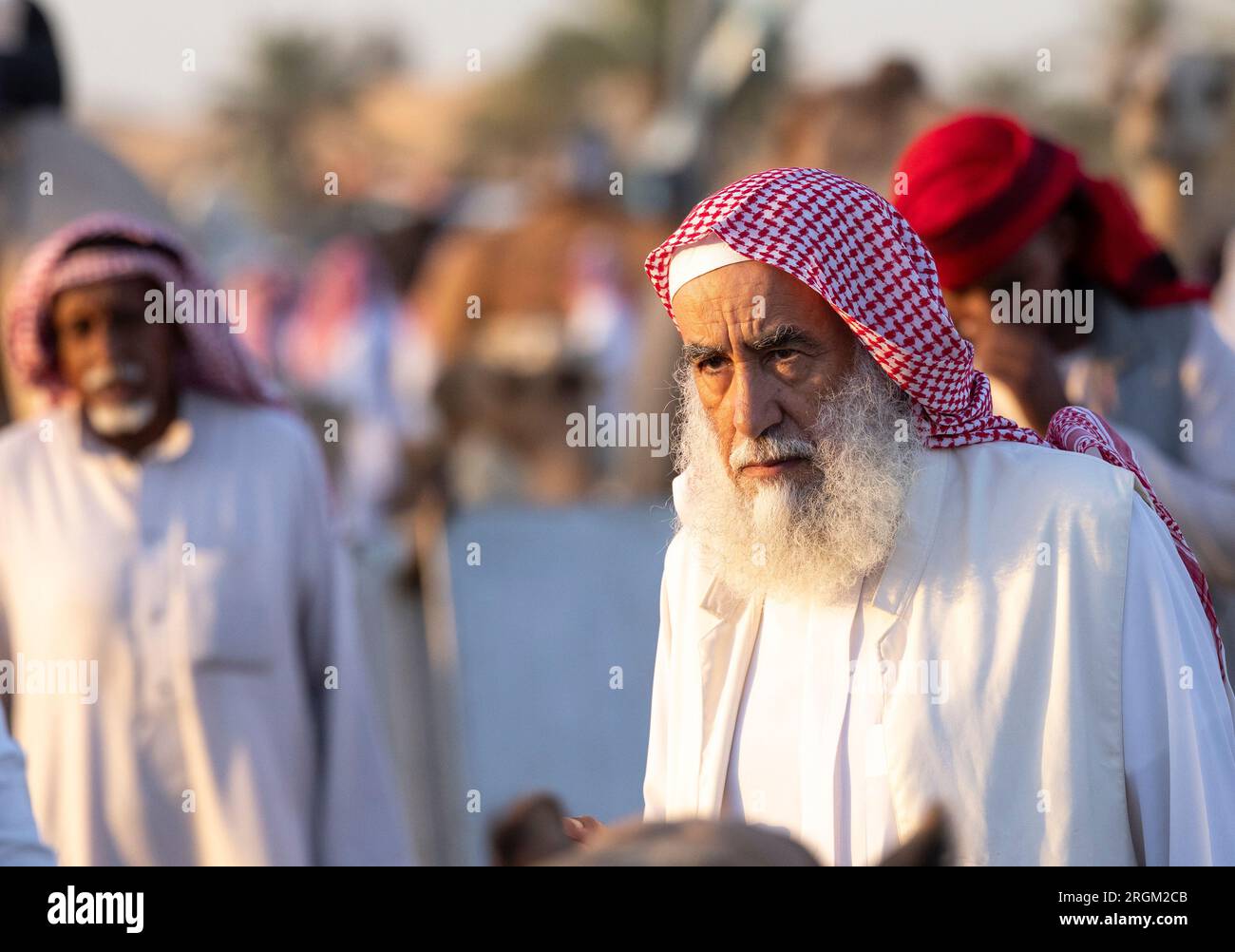 Buraydah, Saudi-Arabien, 4. August 2023: Südafrikanische Kamele und Männer auf einem Kamelmarkt Stockfoto