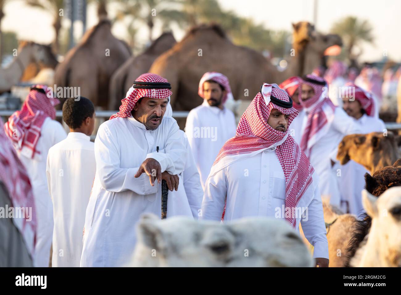 Buraydah, Saudi-Arabien, 4. August 2023: Südafrikanische Kamele und Männer auf einem Kamelmarkt Stockfoto