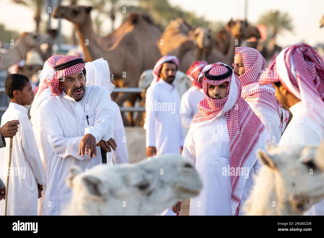 Buraydah, Saudi-Arabien, 4. August 2023: Südafrikanische Kamele und Männer auf einem Kamelmarkt Stockfoto