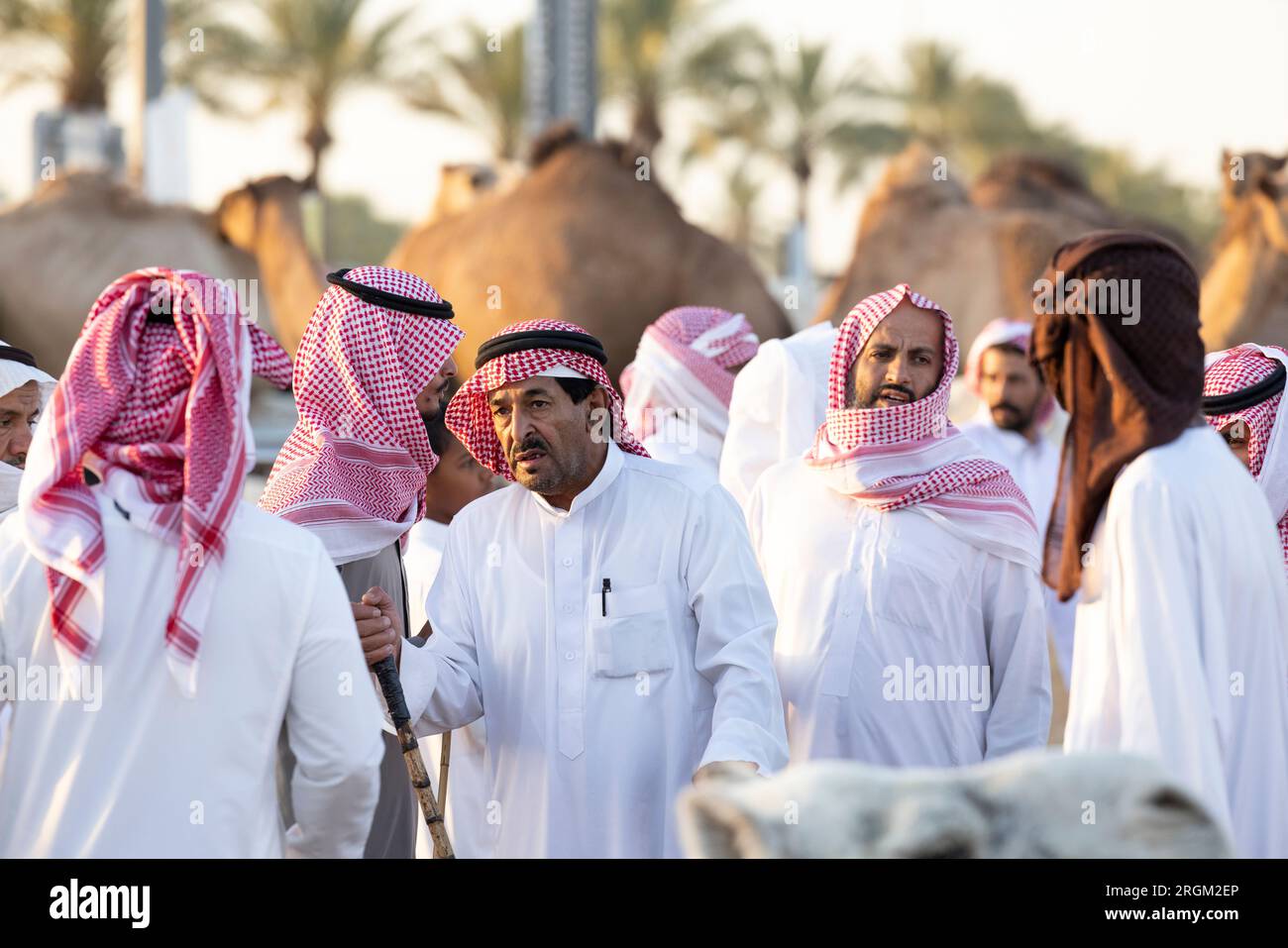 Buraydah, Saudi-Arabien, 4. August 2023: Südafrikanische Kamele und Männer auf einem Kamelmarkt Stockfoto