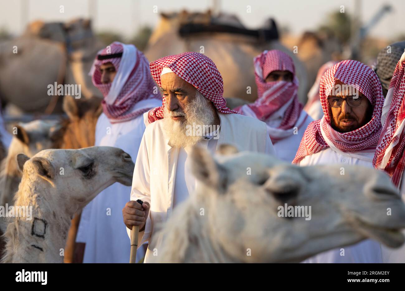 Buraydah, Saudi-Arabien, 4. August 2023: Südafrikanische Kamele und Männer auf einem Kamelmarkt Stockfoto
