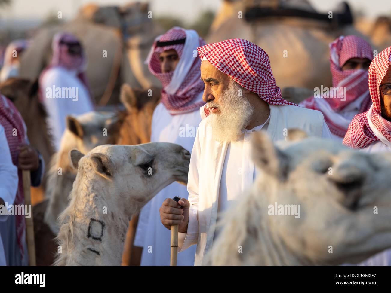 Buraydah, Saudi-Arabien, 4. August 2023: Südafrikanische Kamele und Männer auf einem Kamelmarkt Stockfoto