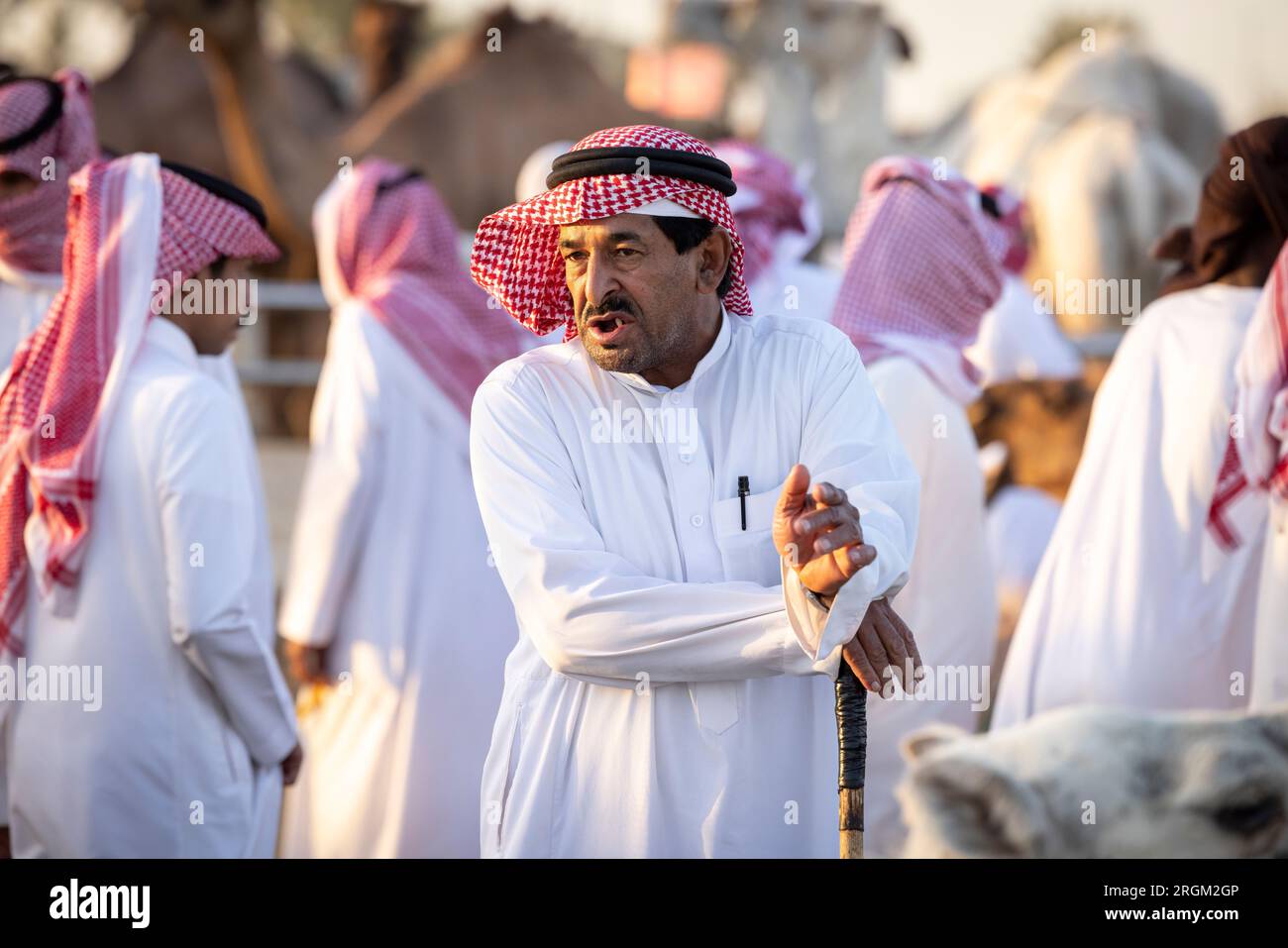 Buraydah, Saudi-Arabien, 4. August 2023: Südafrikanische Kamele und Männer auf einem Kamelmarkt Stockfoto