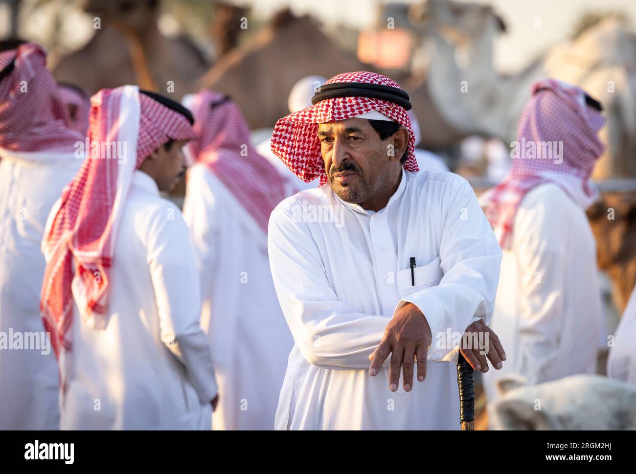 Buraydah, Saudi-Arabien, 4. August 2023: Südafrikanische Kamele und Männer auf einem Kamelmarkt Stockfoto
