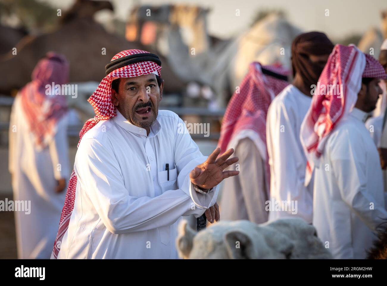 Buraydah, Saudi-Arabien, 4. August 2023: Südafrikanische Kamele und Männer auf einem Kamelmarkt Stockfoto