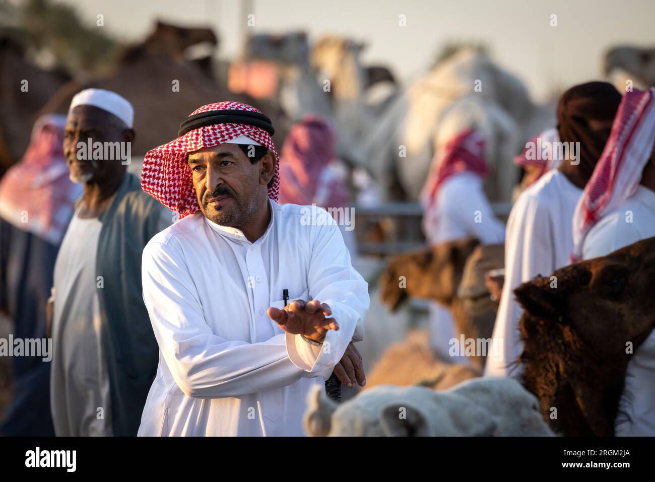 Buraydah, Saudi-Arabien, 4. August 2023: Südafrikanische Kamele und Männer auf einem Kamelmarkt Stockfoto