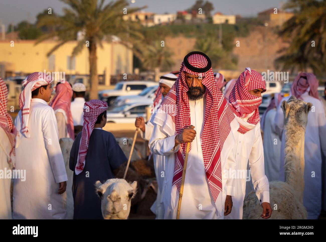 Buraydah, Saudi-Arabien, 4. August 2023: Südafrikanische Kamele und Männer auf einem Kamelmarkt Stockfoto