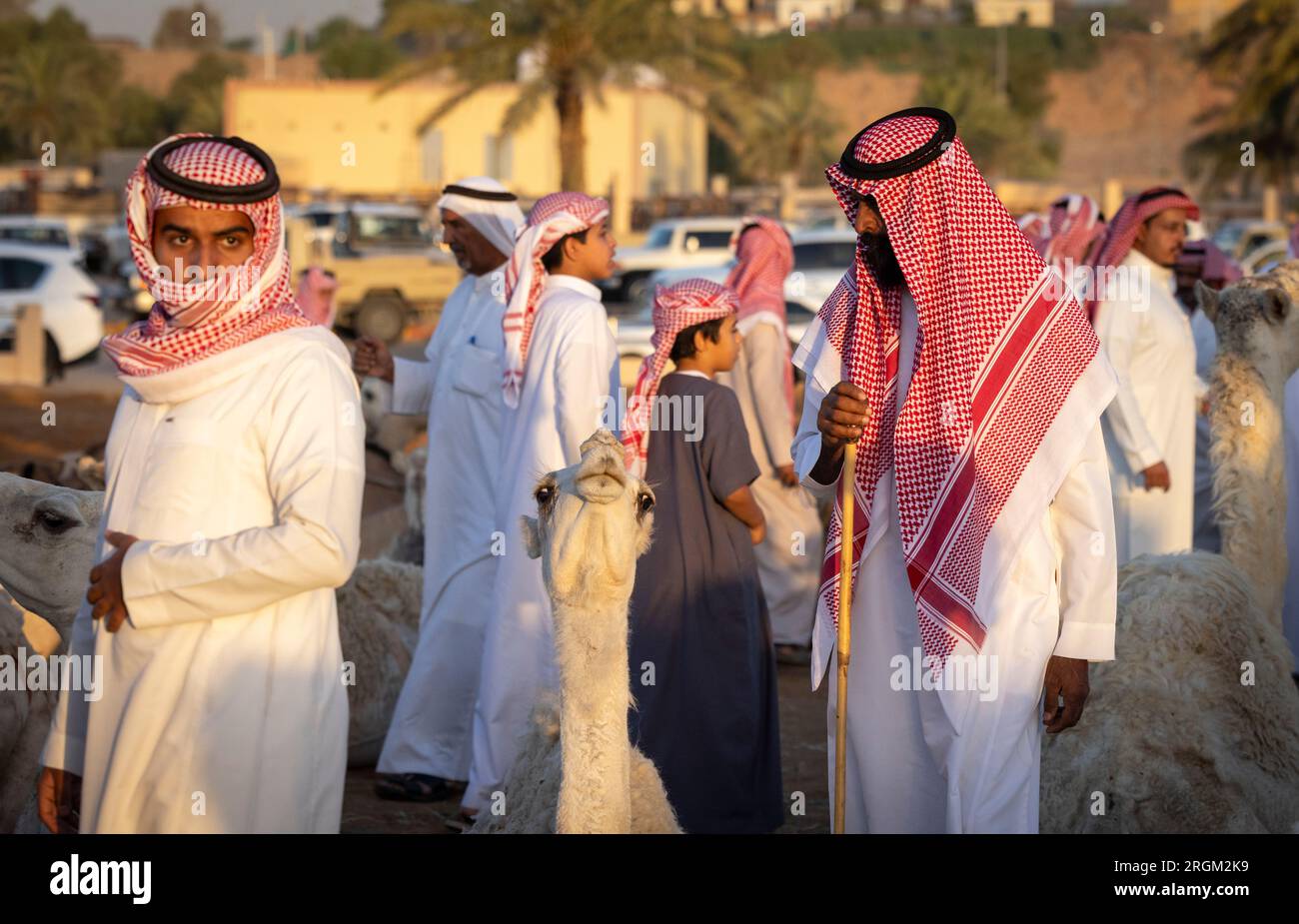 Buraydah, Saudi-Arabien, 4. August 2023: Südafrikanische Kamele und Männer auf einem Kamelmarkt Stockfoto
