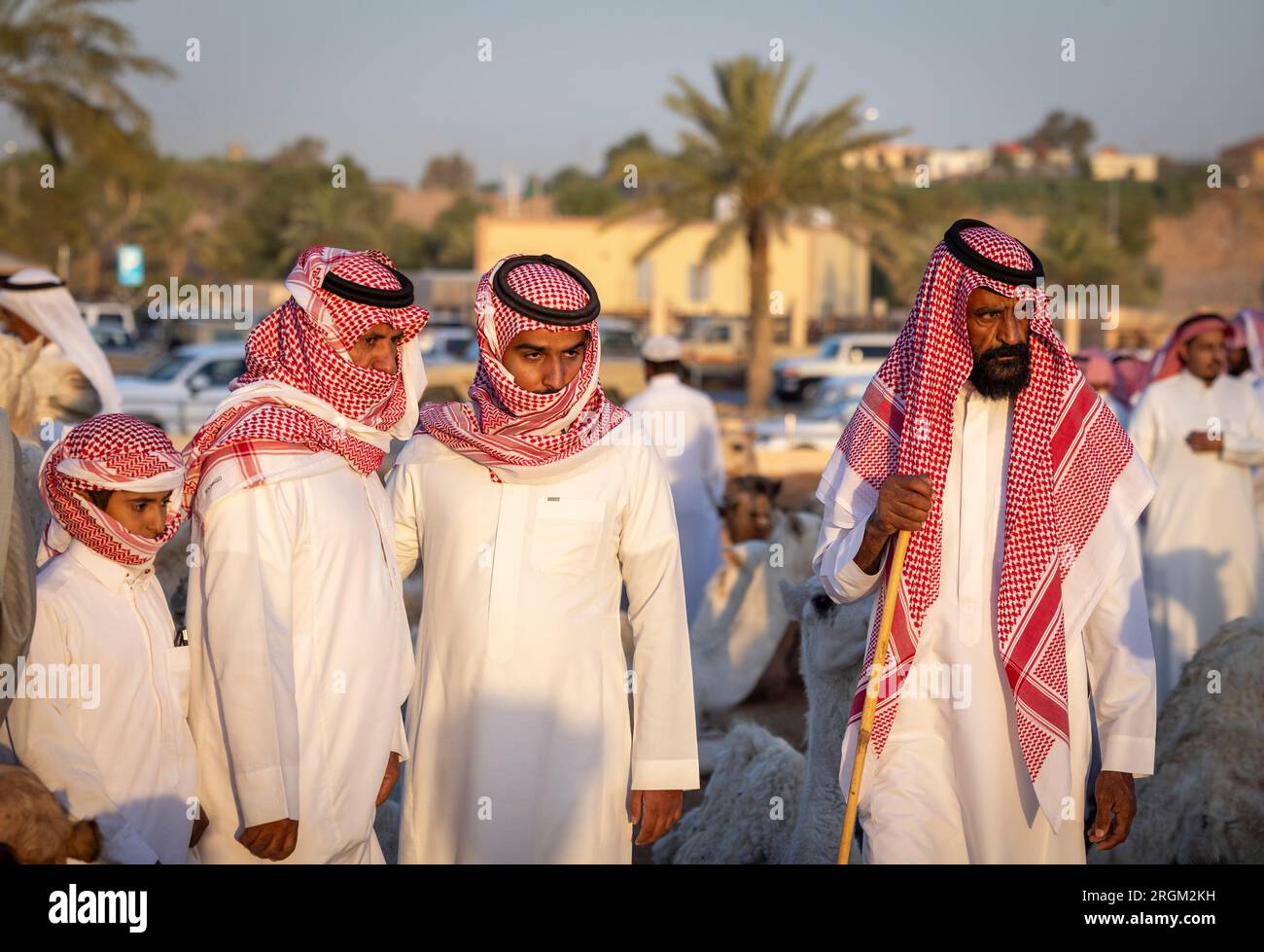 Buraydah, Saudi-Arabien, 4. August 2023: Südafrikanische Kamele und Männer auf einem Kamelmarkt Stockfoto