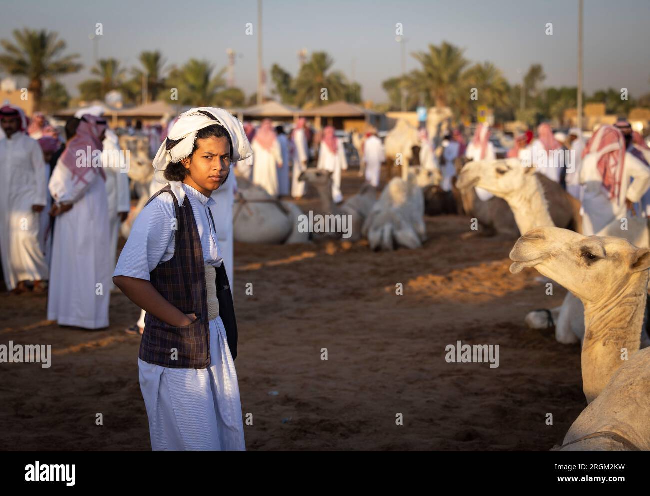 Buraydah, Saudi-Arabien, 4. August 2023: Südafrikanische Kamele und Männer auf einem Kamelmarkt Stockfoto