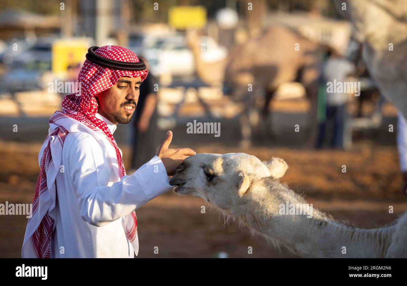 Buraydah, Saudi-Arabien, 4. August 2023: Südafrikanische Kamele und Männer auf einem Kamelmarkt Stockfoto