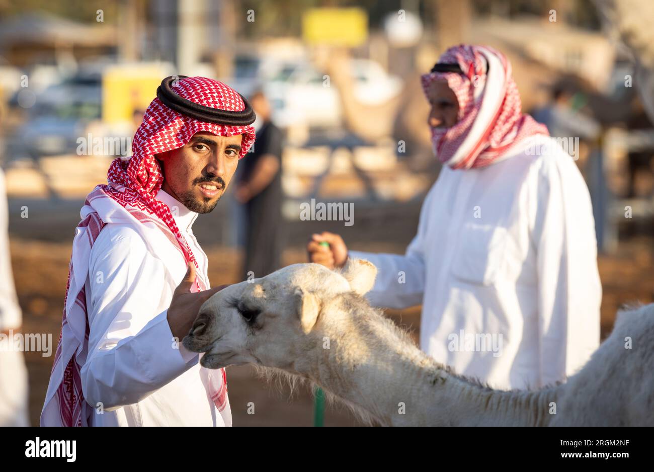 Buraydah, Saudi-Arabien, 4. August 2023: Südafrikanische Kamele und Männer auf einem Kamelmarkt Stockfoto