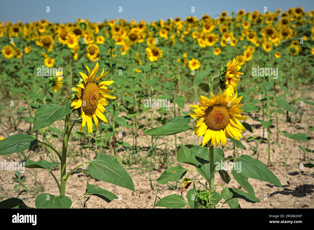 Sonnenblumen auf dem Feld (Ravenna, Italien) Stockfoto