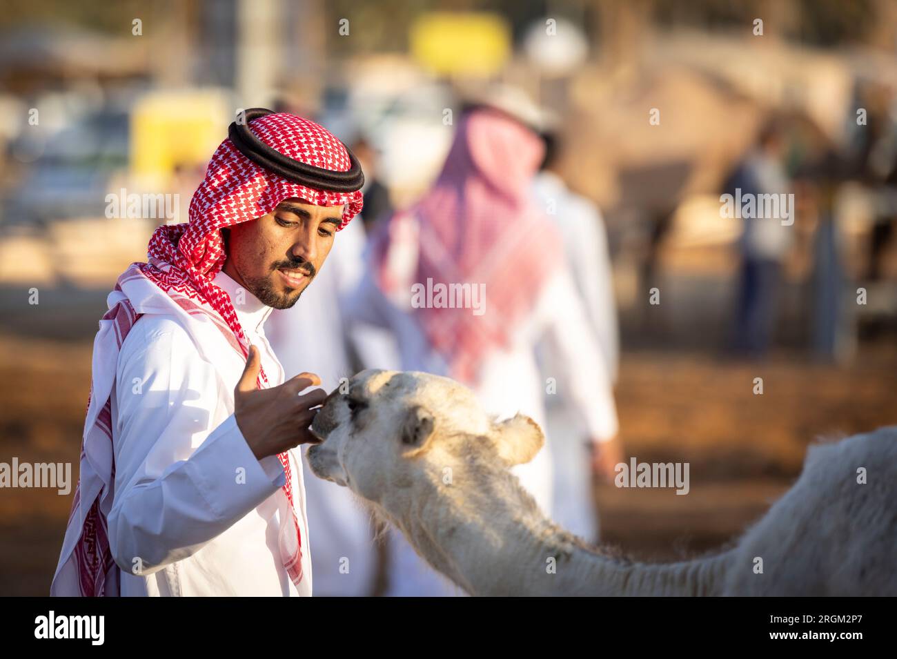 Buraydah, Saudi-Arabien, 4. August 2023: Südafrikanische Kamele und Männer auf einem Kamelmarkt Stockfoto