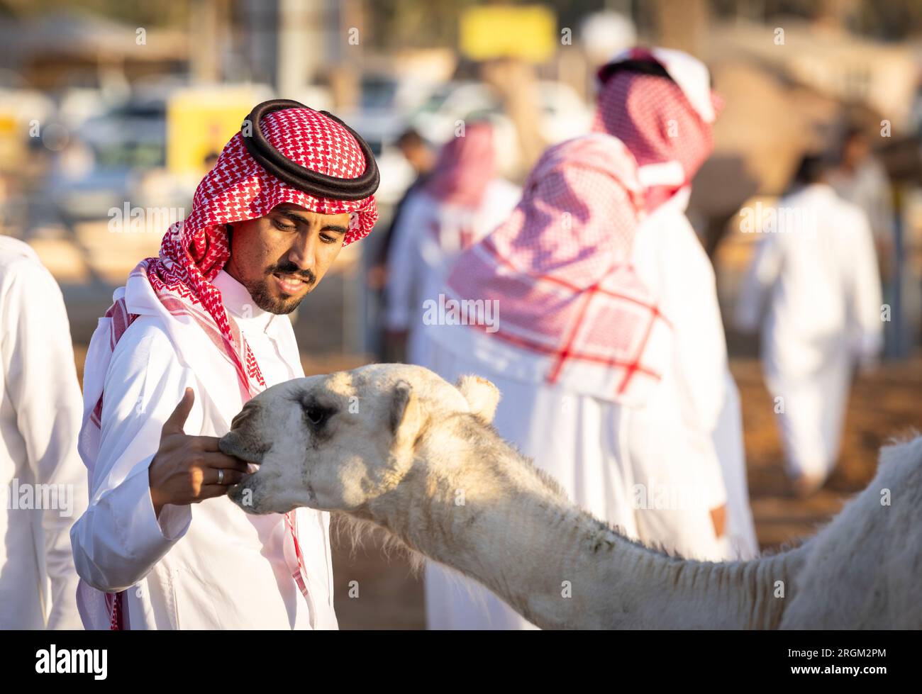 Buraydah, Saudi-Arabien, 4. August 2023: Südafrikanische Kamele und Männer auf einem Kamelmarkt Stockfoto