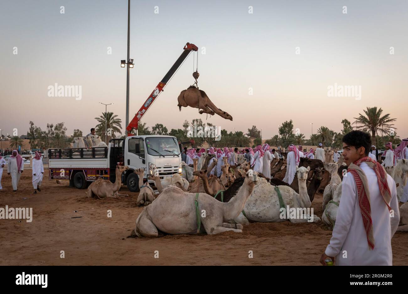 Buraydah, Saudi-Arabien, 4. August 2023: Südafrikanische Kamele und Männer auf einem Kamelmarkt Stockfoto
