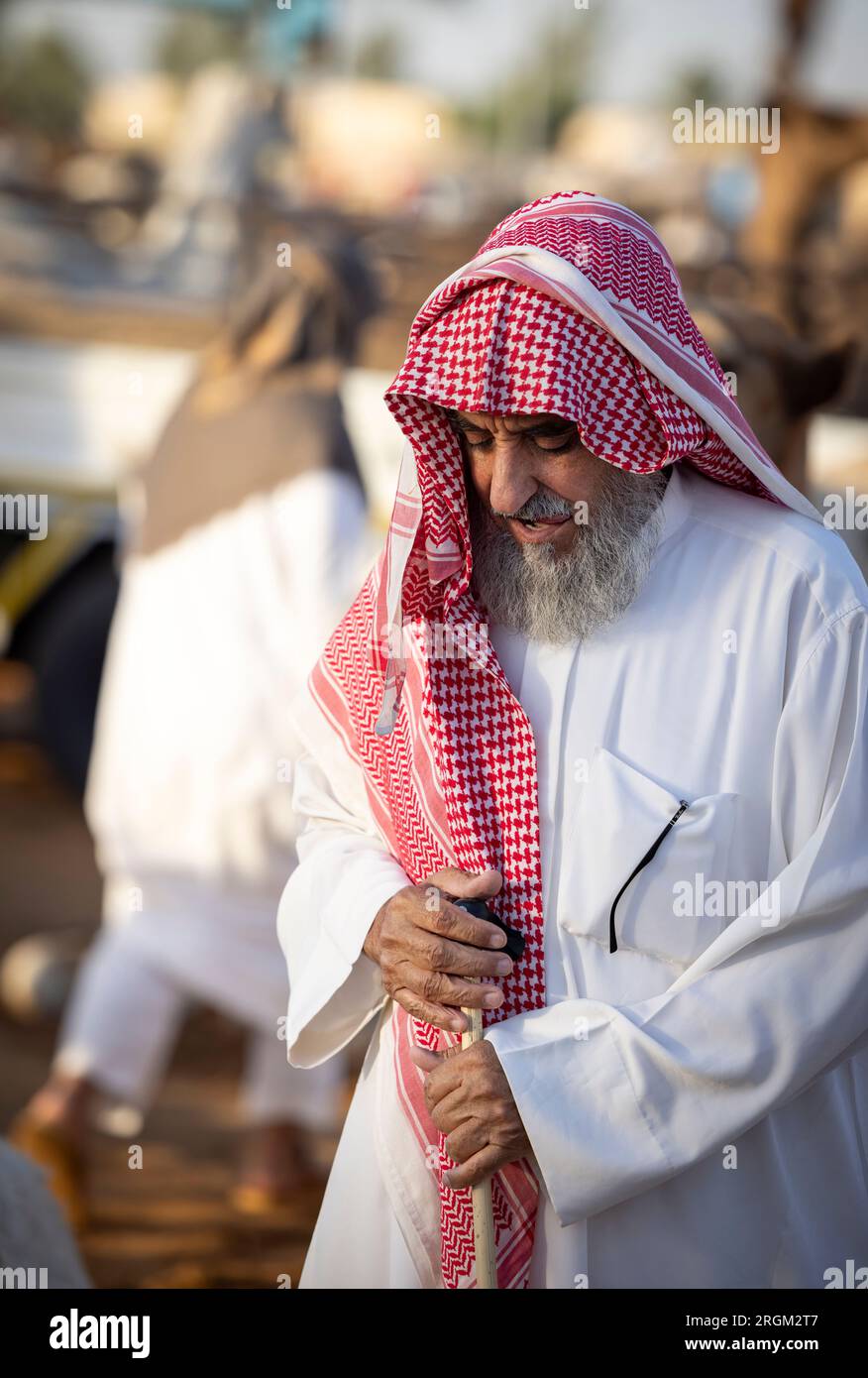 Buraydah, Saudi-Arabien, 4. August 2023: Südafrikanische Kamele und Männer auf einem Kamelmarkt Stockfoto