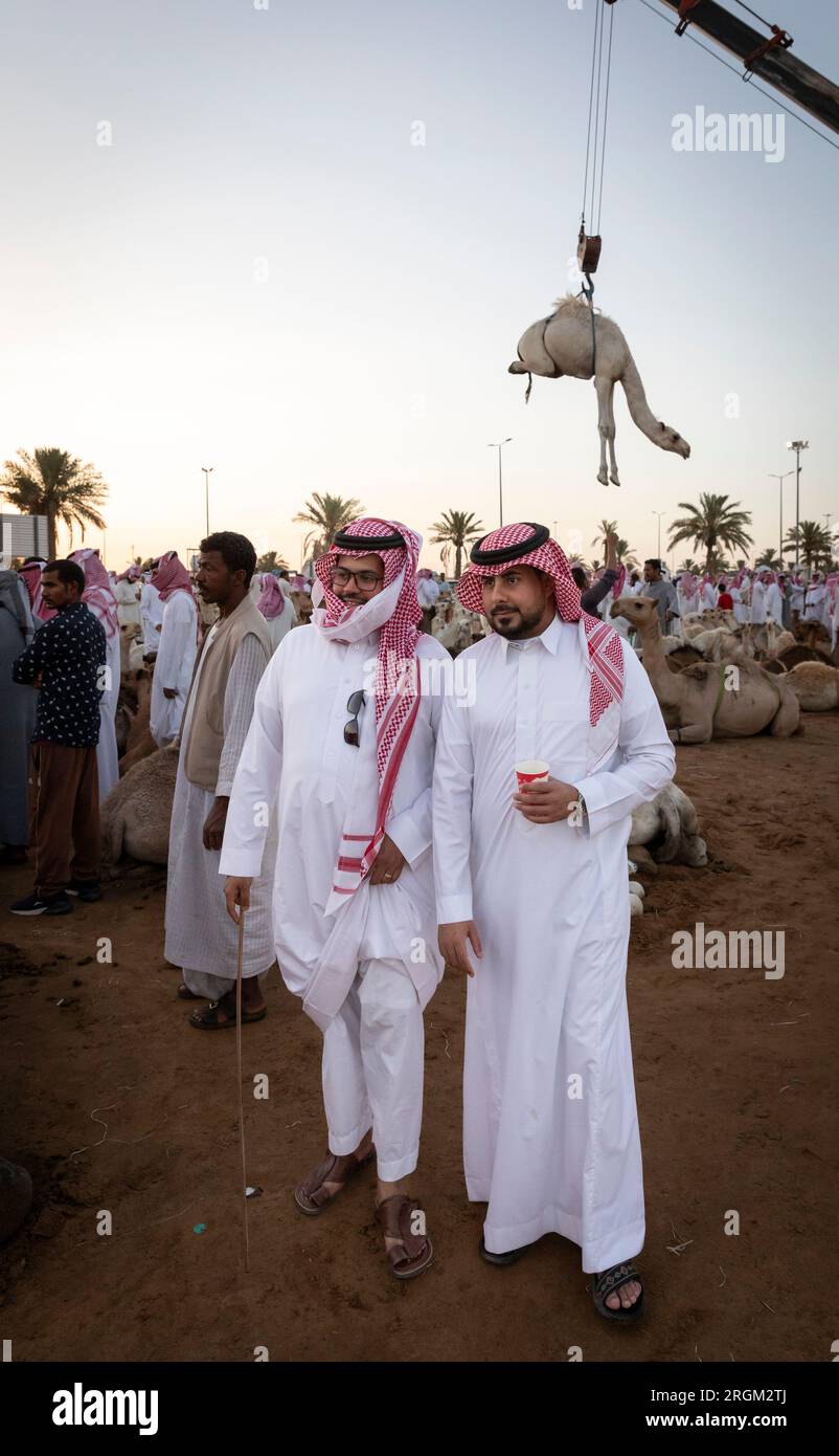 Buraydah, Saudi-Arabien, 4. August 2023: Südafrikanische Kamele und Männer auf einem Kamelmarkt Stockfoto