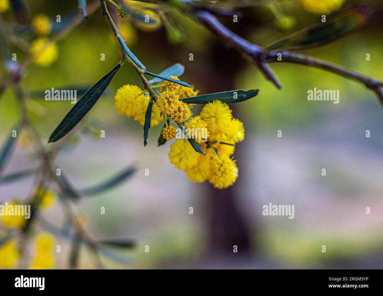 Acacia gelbe Blume Stockfoto