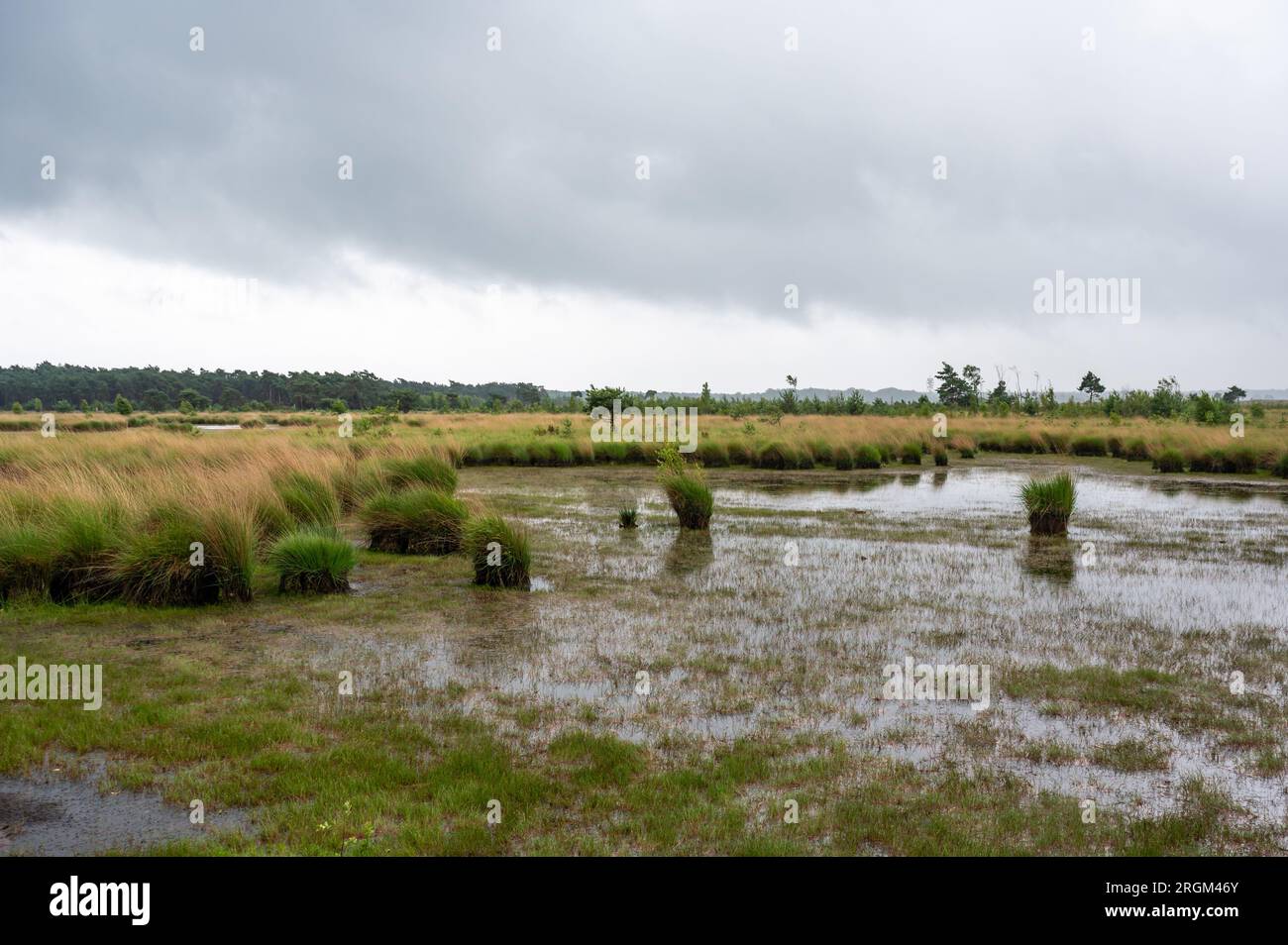 Landschaftsblick über Feuchtgebiete in der Kalmthoutse Heide, einer Heideanlage im Nationalpark Kalmthout, Belgien Stockfoto