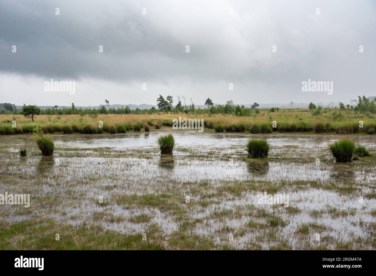 Landschaftsblick über Feuchtgebiete in der Kalmthoutse Heide, einer Heideanlage im Nationalpark Kalmthout, Belgien Stockfoto