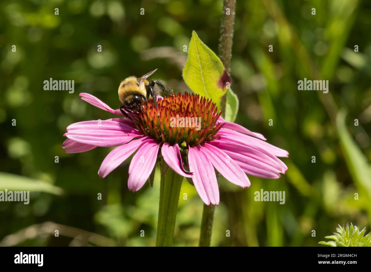 Hummel auf einem lila Koneflower an einem Sommertag in Iowa, Nahaufnahme Foto. Stockfoto