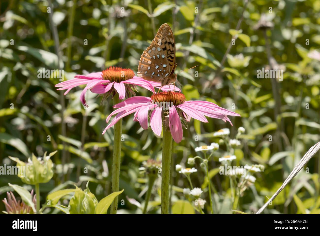 Ein toller, gewürfelter Fritillenfalter auf einer violetten Echinacea-Blume, der an einem Sommertag in Iowa in der Prärie blüht. Stockfoto