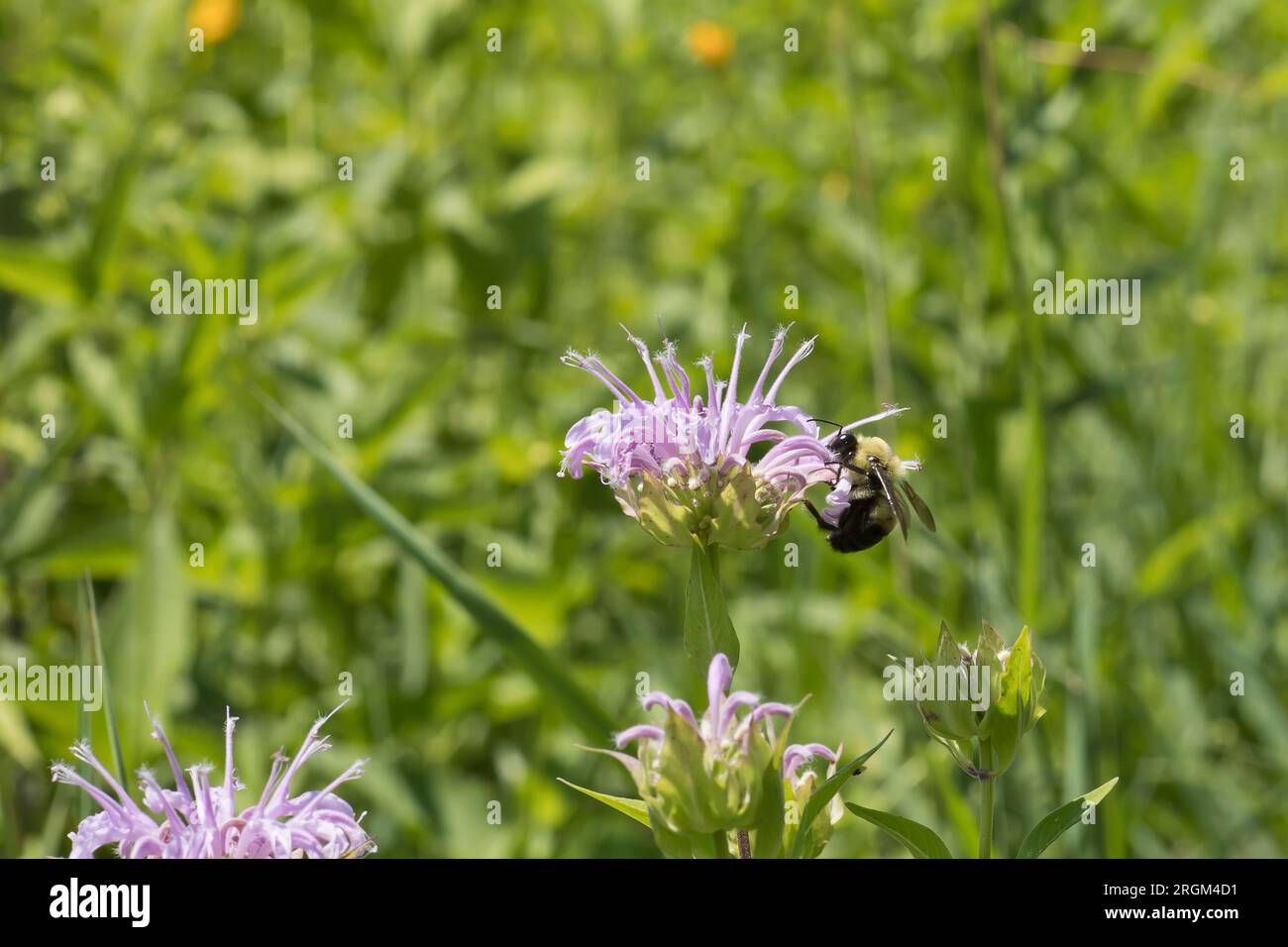 Biene auf einer Bergamotte Blume in der Prärie an einem Sommertag in Iowa. Stockfoto