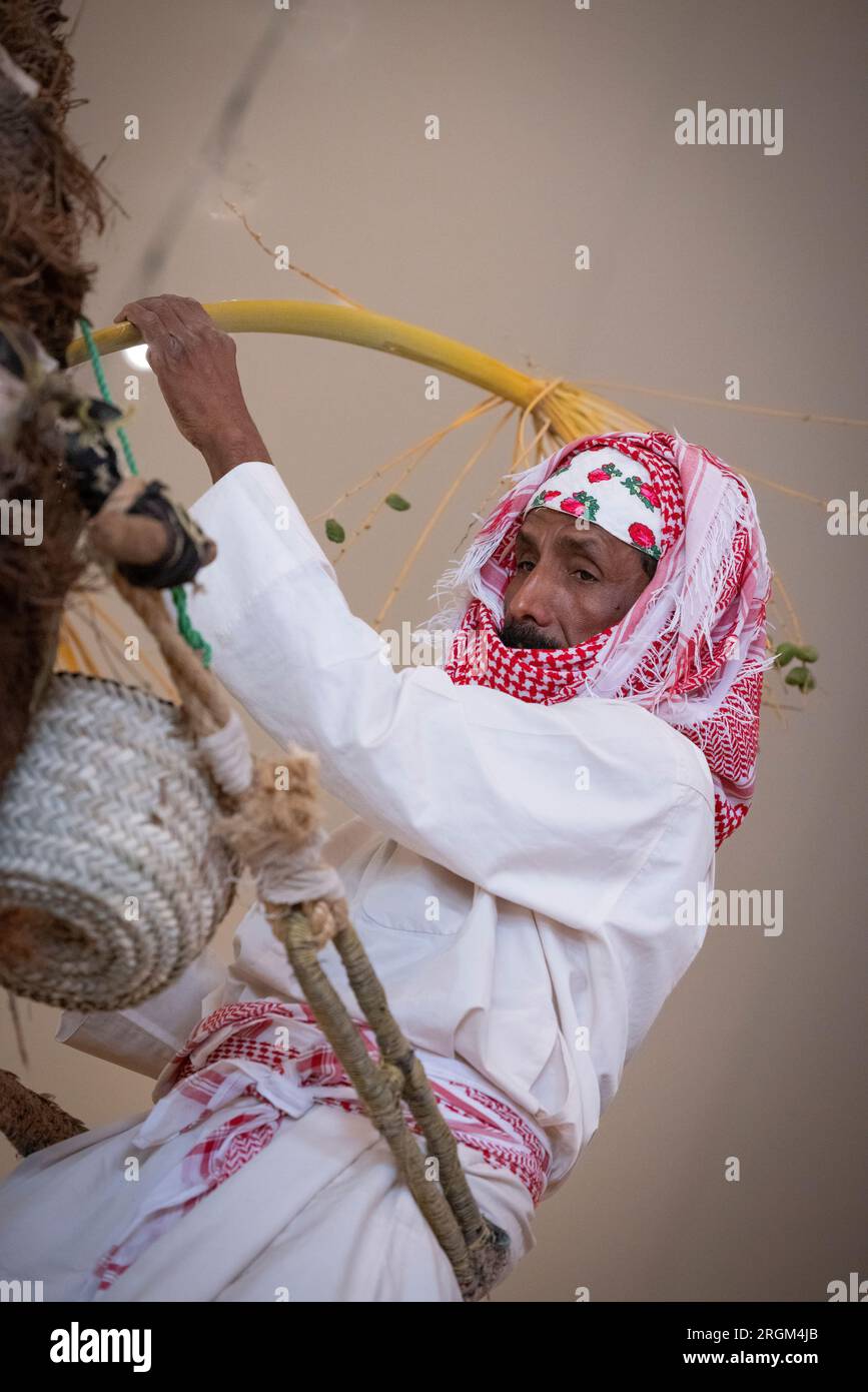Buraydah, Saudi-Arabien, 4. August 2023: saudi-Mann sammelt Daten aus einer Dattelpalme Stockfoto