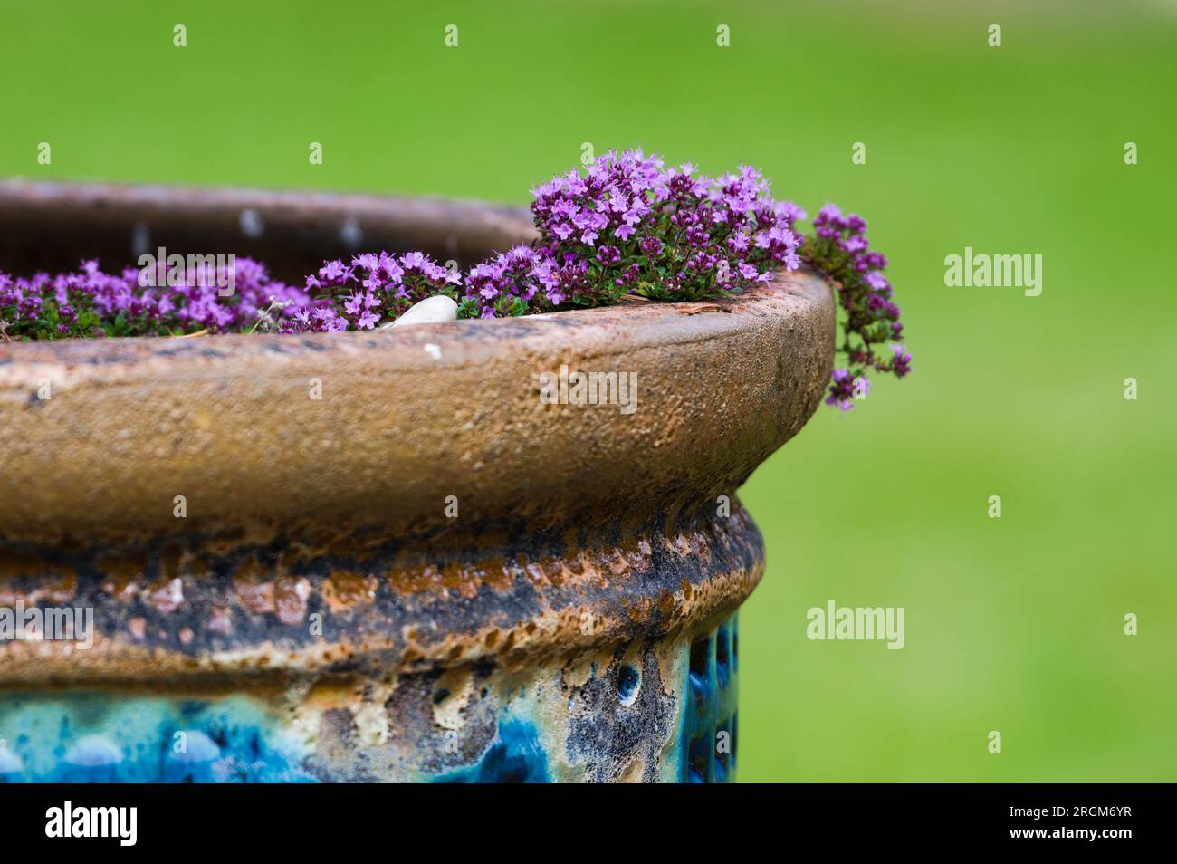 Schöne dekorative violette Blume im Bonsai-Blumentopf. Bonsai-Garten voller dekorativer Pflanzen. Grüner Hintergrund. Stockfoto