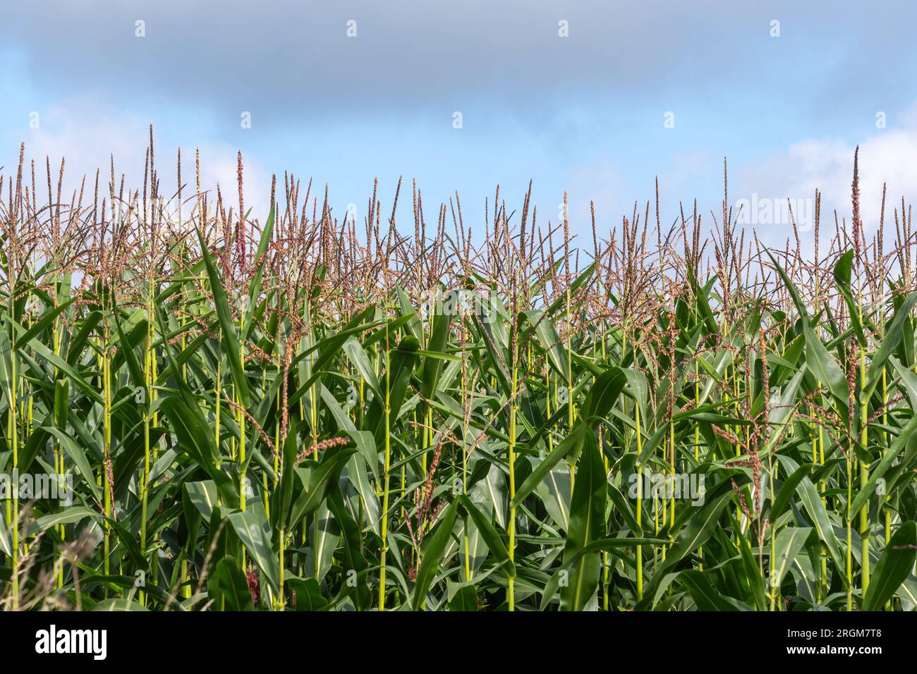 Mais (Zea mays), der auf einem Feld in Hampshire, England, Großbritannien angebaut wird. Landwirtschaft, Ackerbau, Kulturpflanzen, landwirtschaftliche Flächen Stockfoto