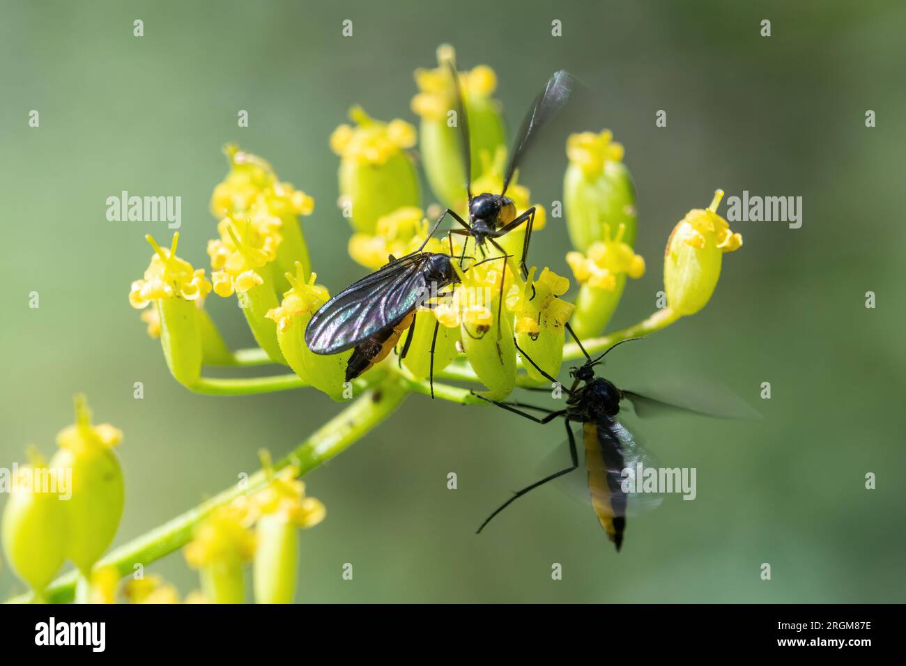 Sägefliegen sägen Fliegeninsekten auf wilden Pastinaca sativa, Hampshire, England, Großbritannien Stockfoto