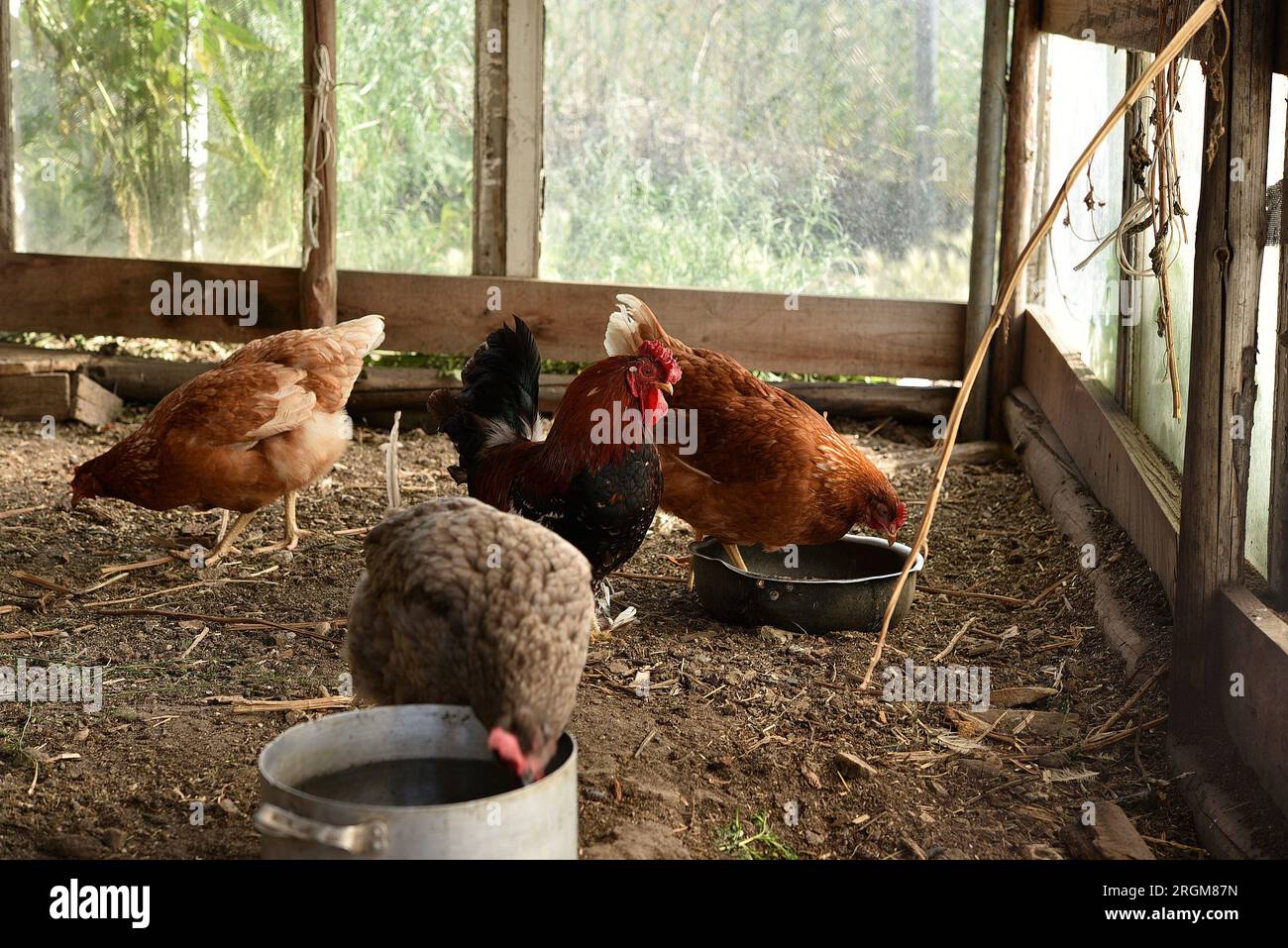 Hähnchen im Stall. Rotes Huhn. Stockfoto
